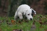 PARSON RUSSEL TERRIER 237